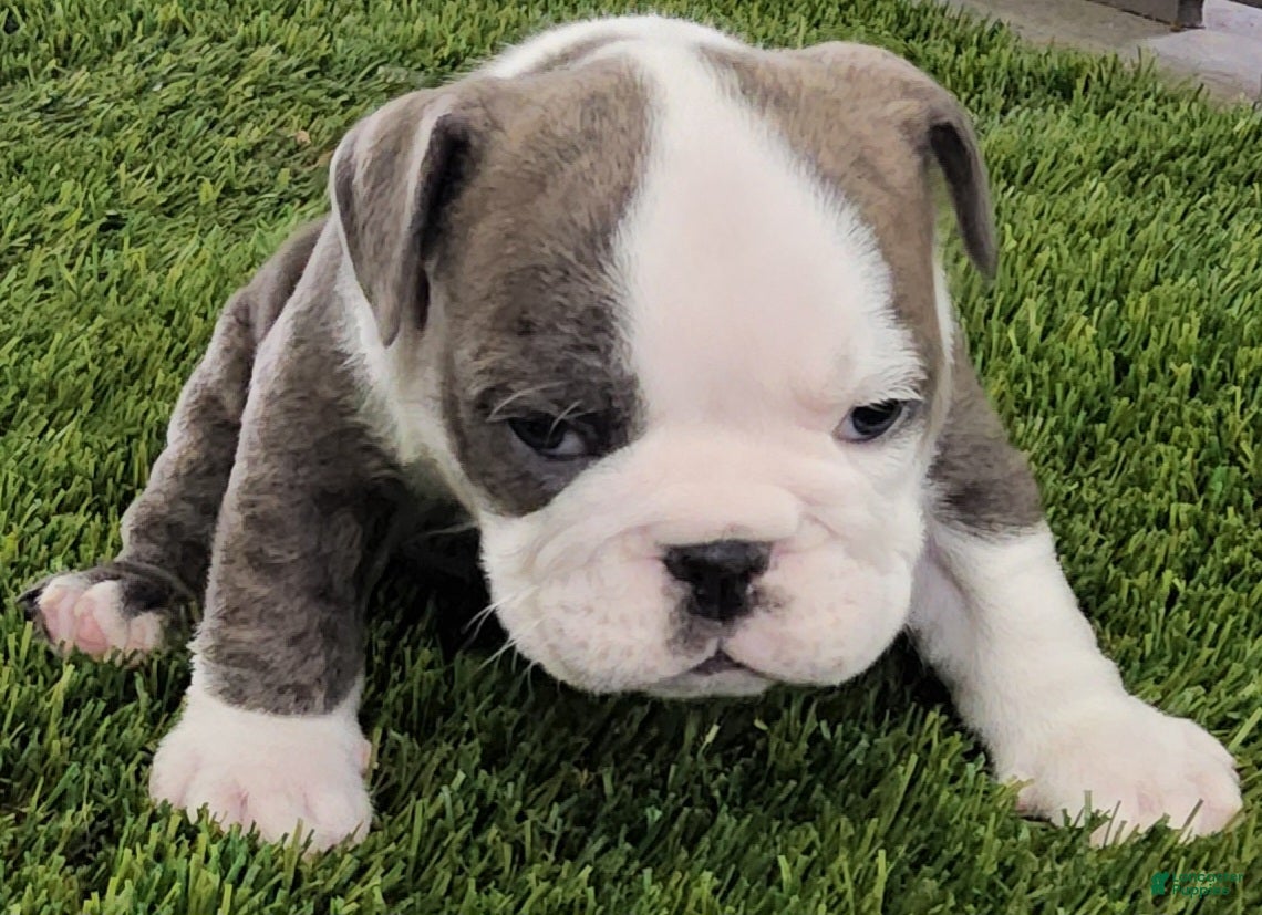 English Bulldog dogs Lydia English Bulldog Puppy  - Ad 1