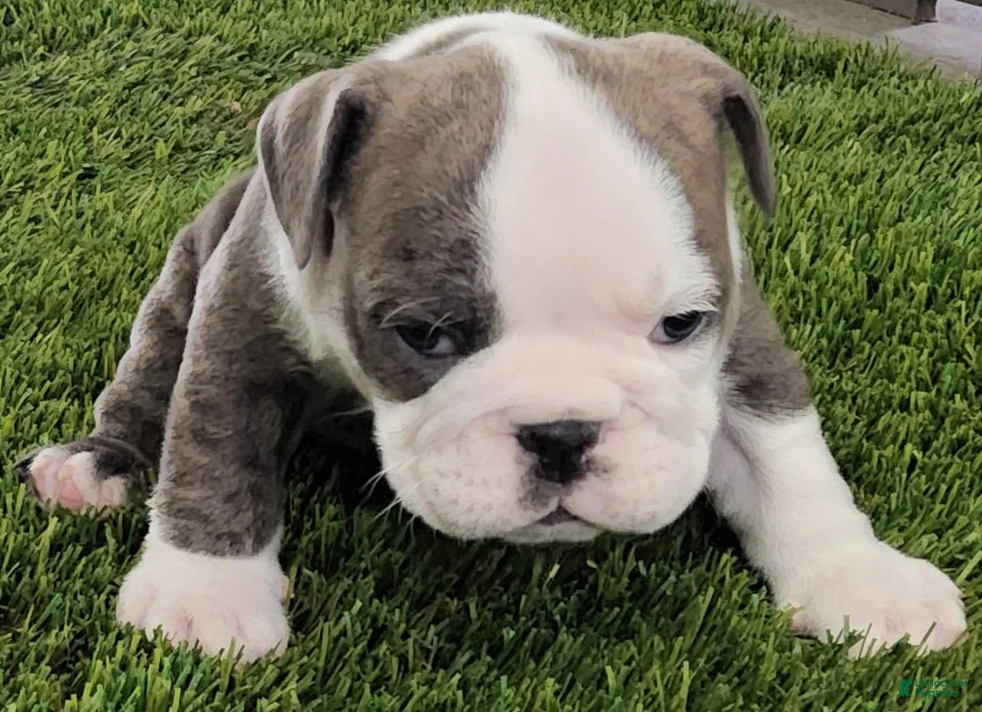 English Bulldog dogs for sale: Lydia English Bulldog Puppy  - Ad 1