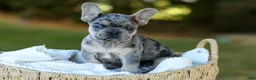 French Bulldog dogs for sale: Chase - Blue Merle - Ad 5