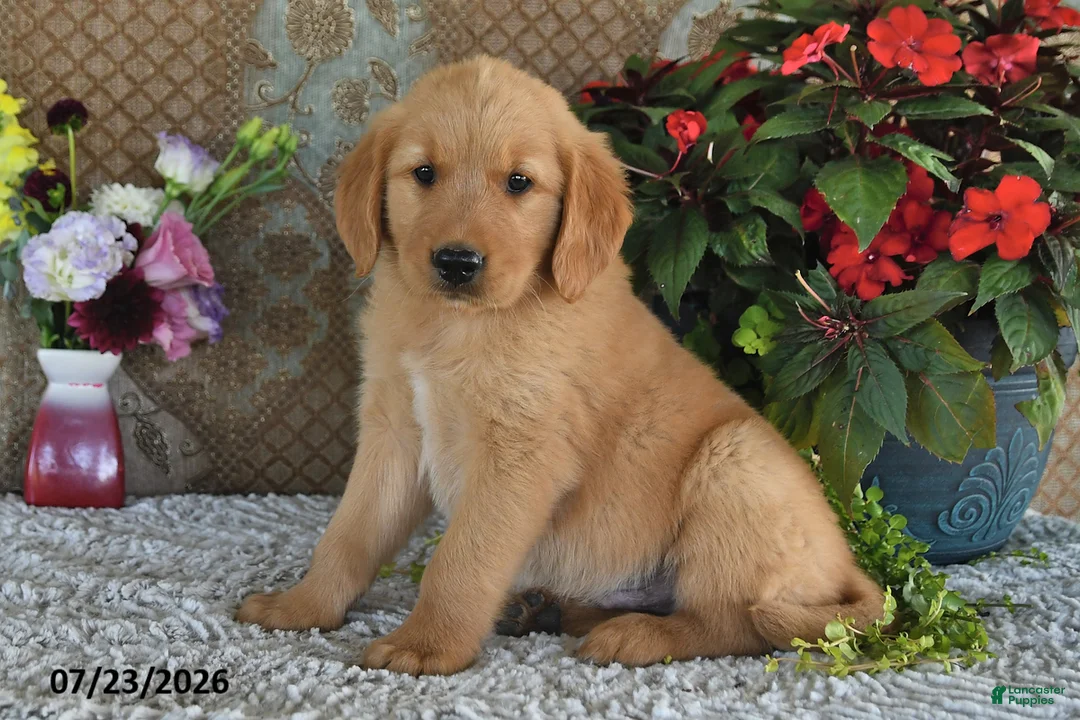 Golden Retriever dogs for sale: Hunter - Ad 1