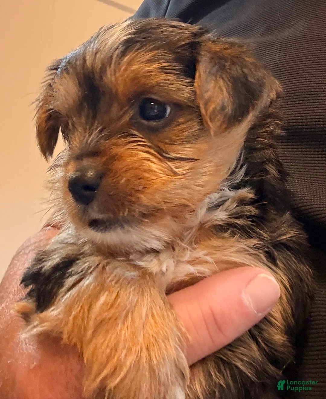 Yorkshire Terrier dogs for sale: Kevin - Ad 1