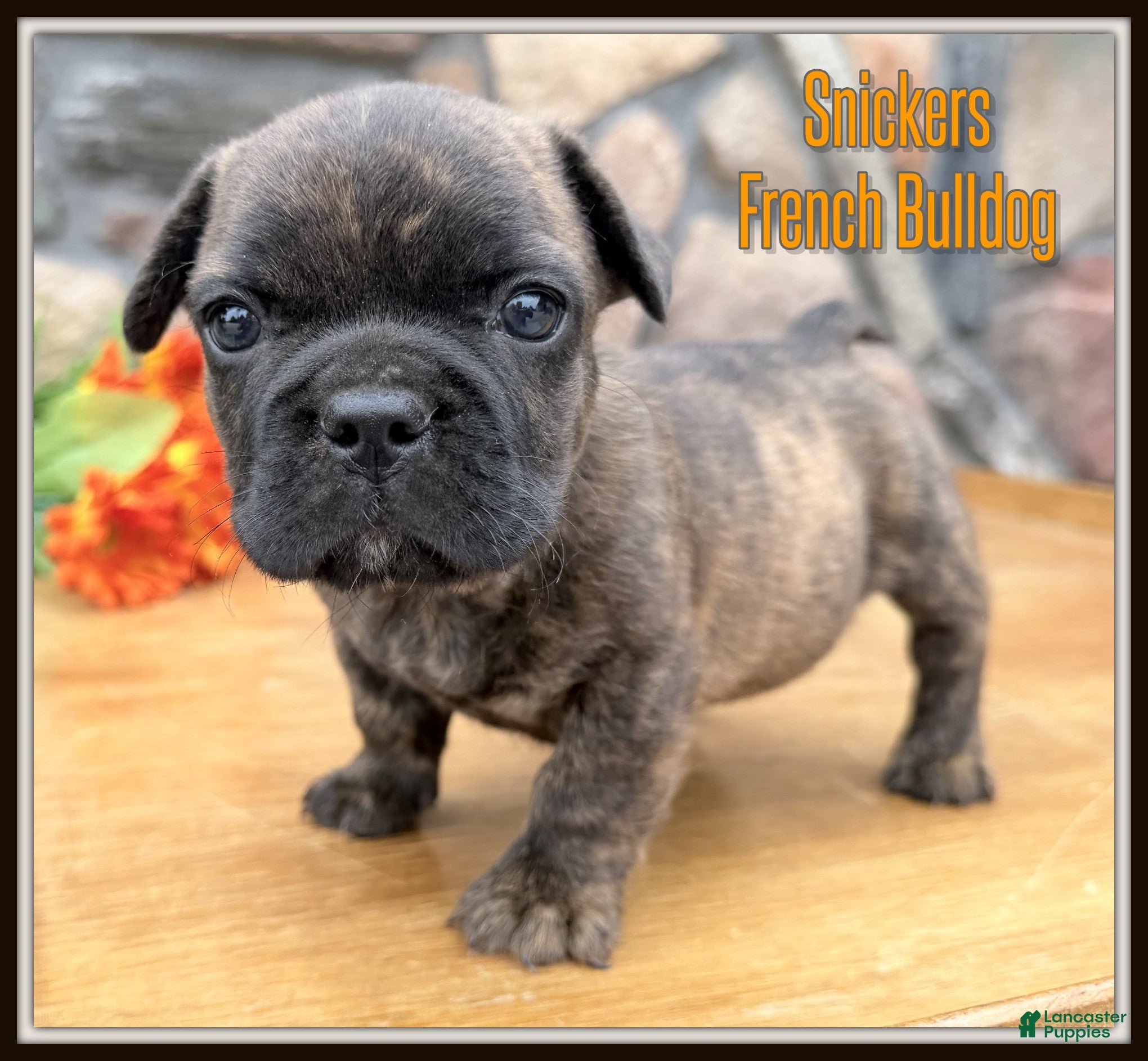 French Bulldog dogs Snickers - Ad 1