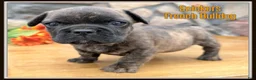 French Bulldog dogs for sale: Snickers - Ad 1