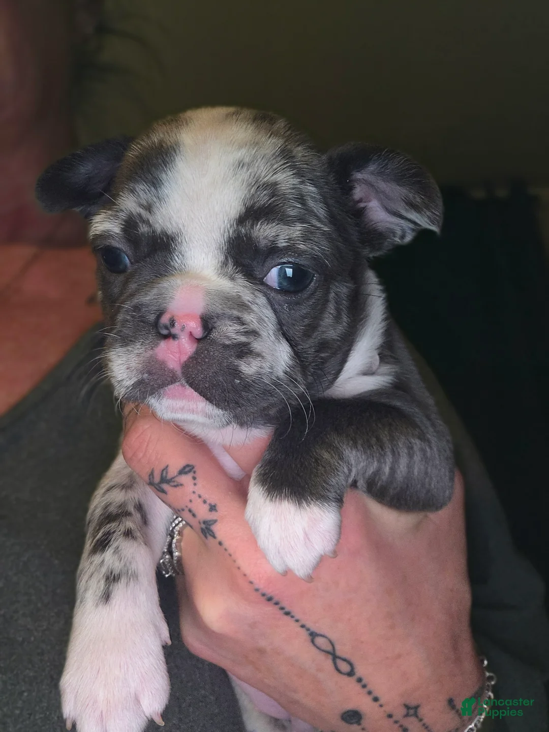 French Bulldog dogs for sale: French Bulldog Puppy 6 - Ad 1