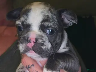 French Bulldog dogs French Bulldog Puppy 6 - Ad 16