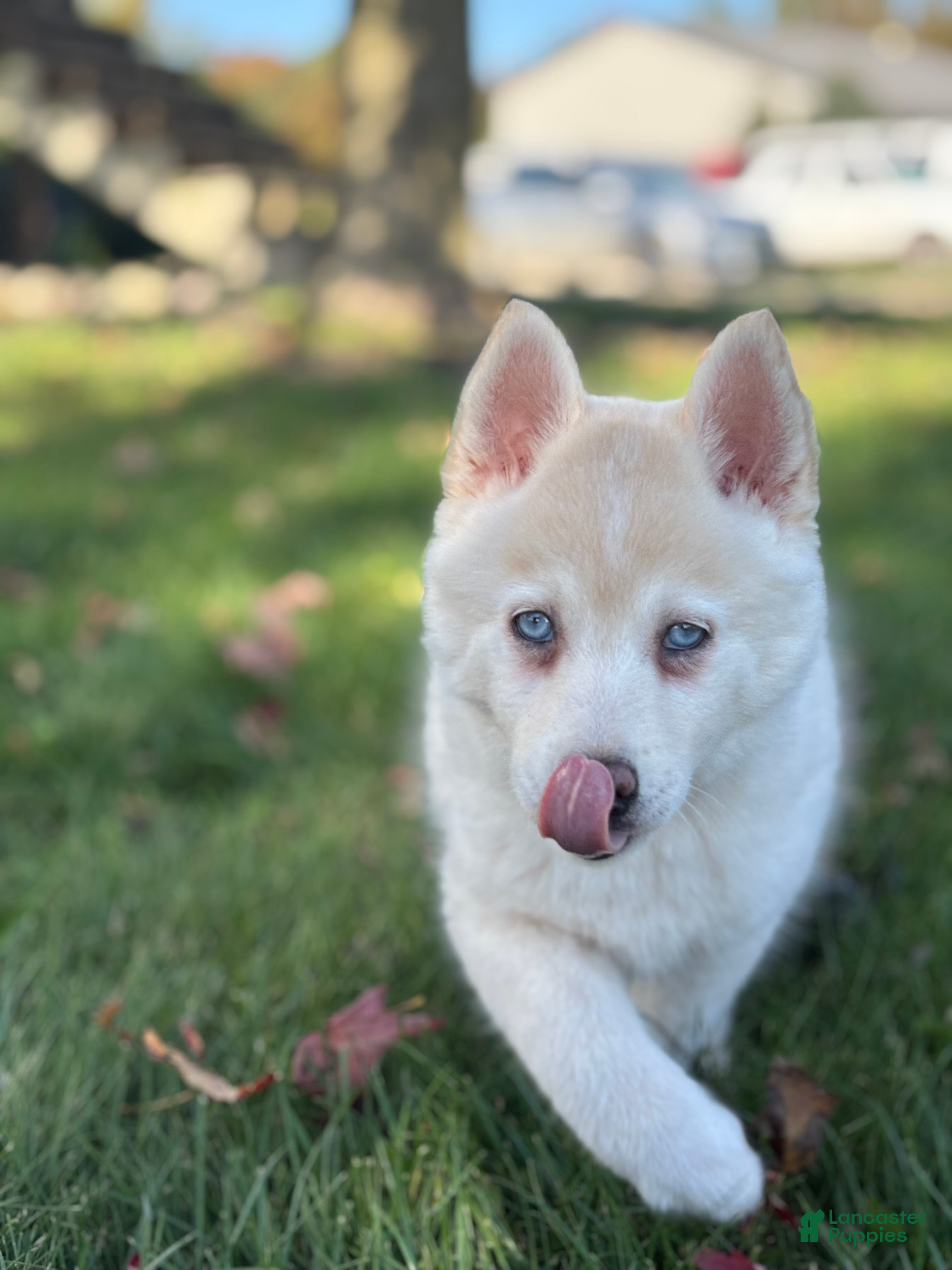 Pomsky dogs Milo - Ad 1