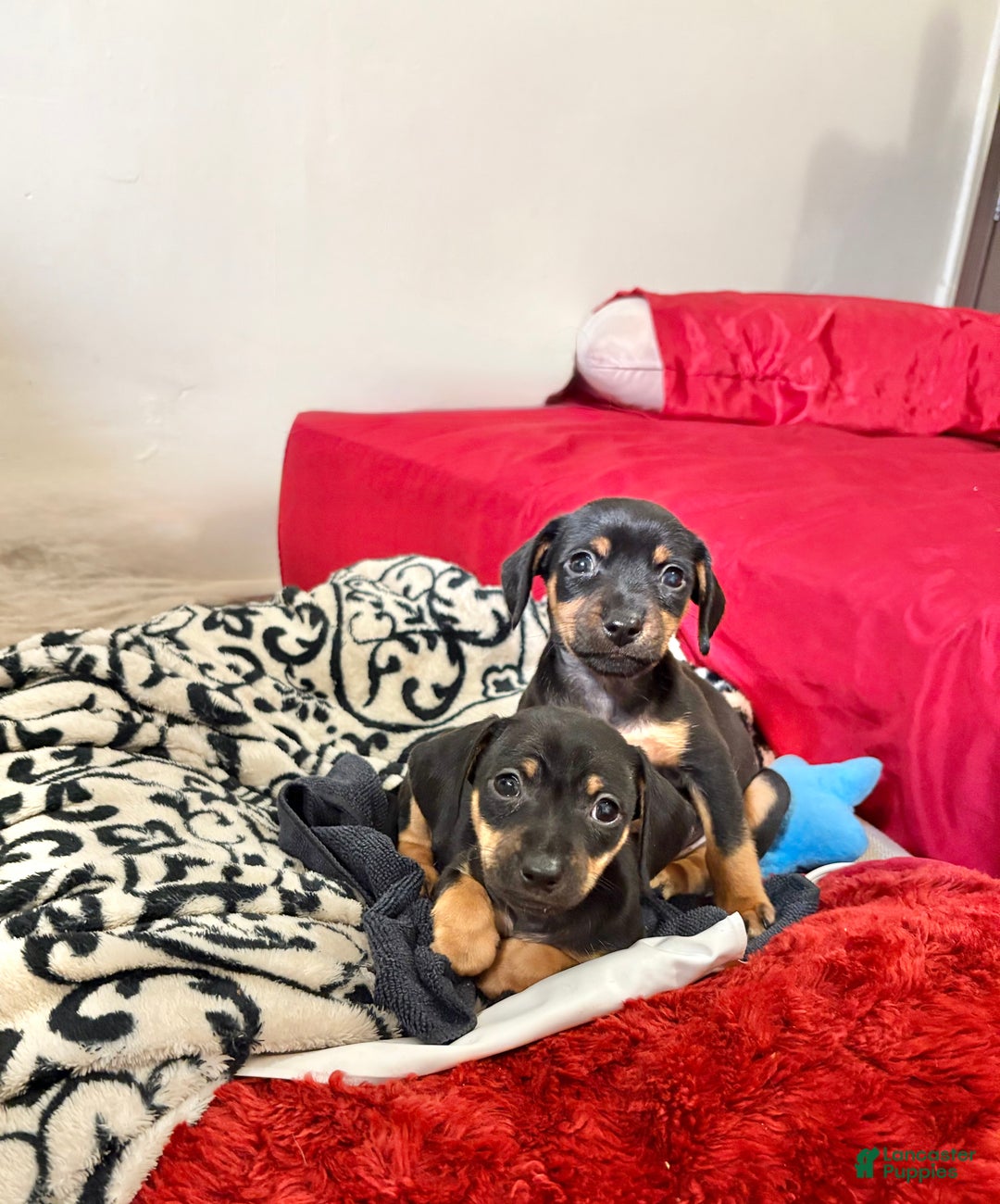 Mixed Breed dogs for sale: Pocket Pet 3 - Ad 3