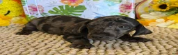 Miniature Dachshund dogs for sale: Marble - Ad 2