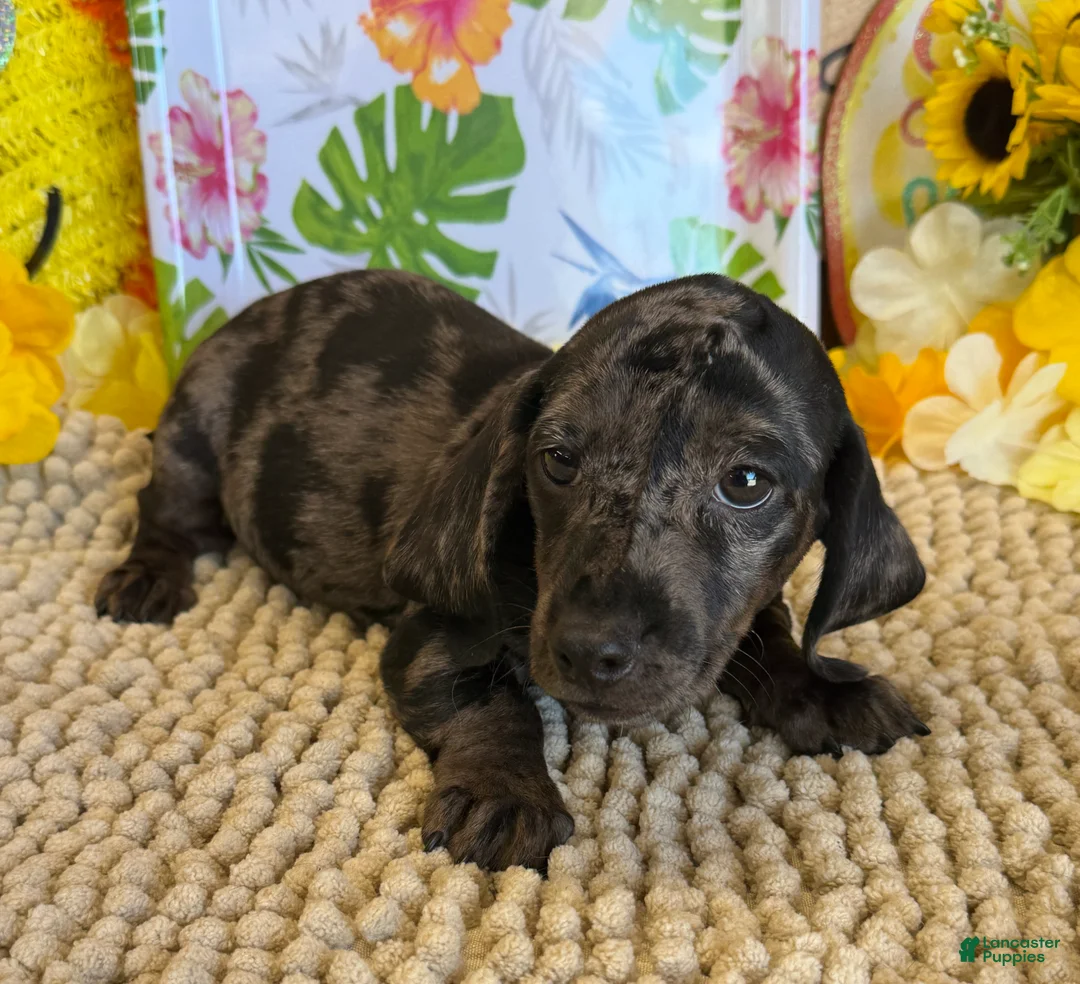 Miniature Dachshund dogs for sale: Marble - Ad 2