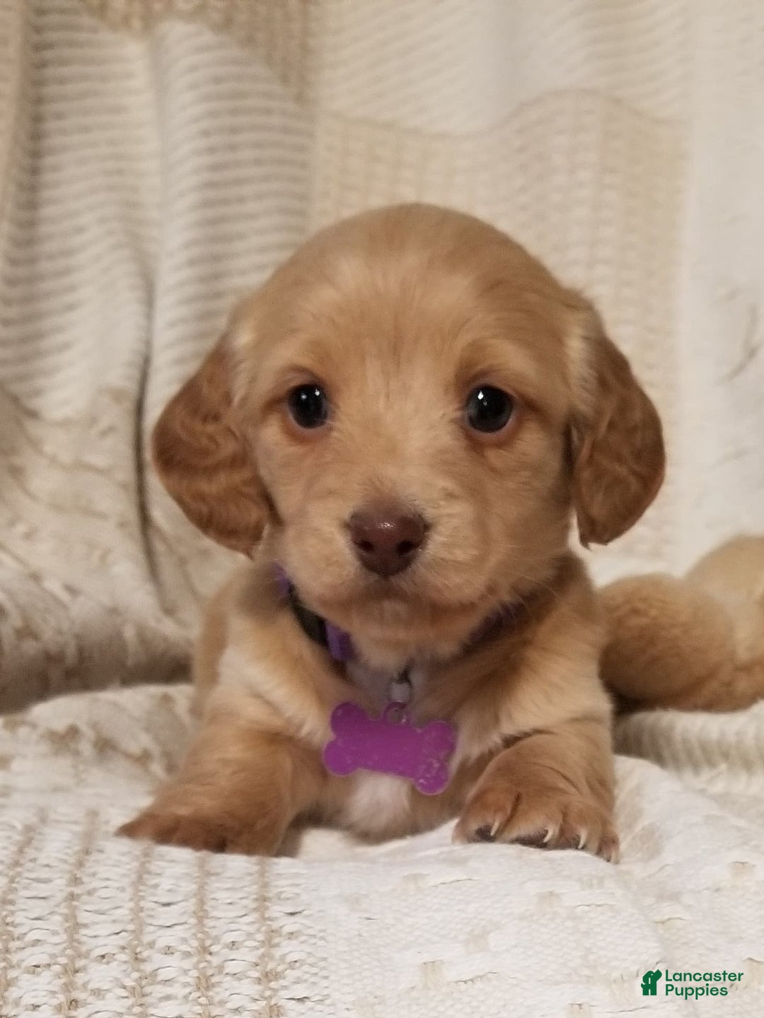Miniature Dachshund dogs for sale: Penny - Ad 1