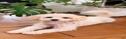Maltipoo dogs for sale: Toffee - Ad 2