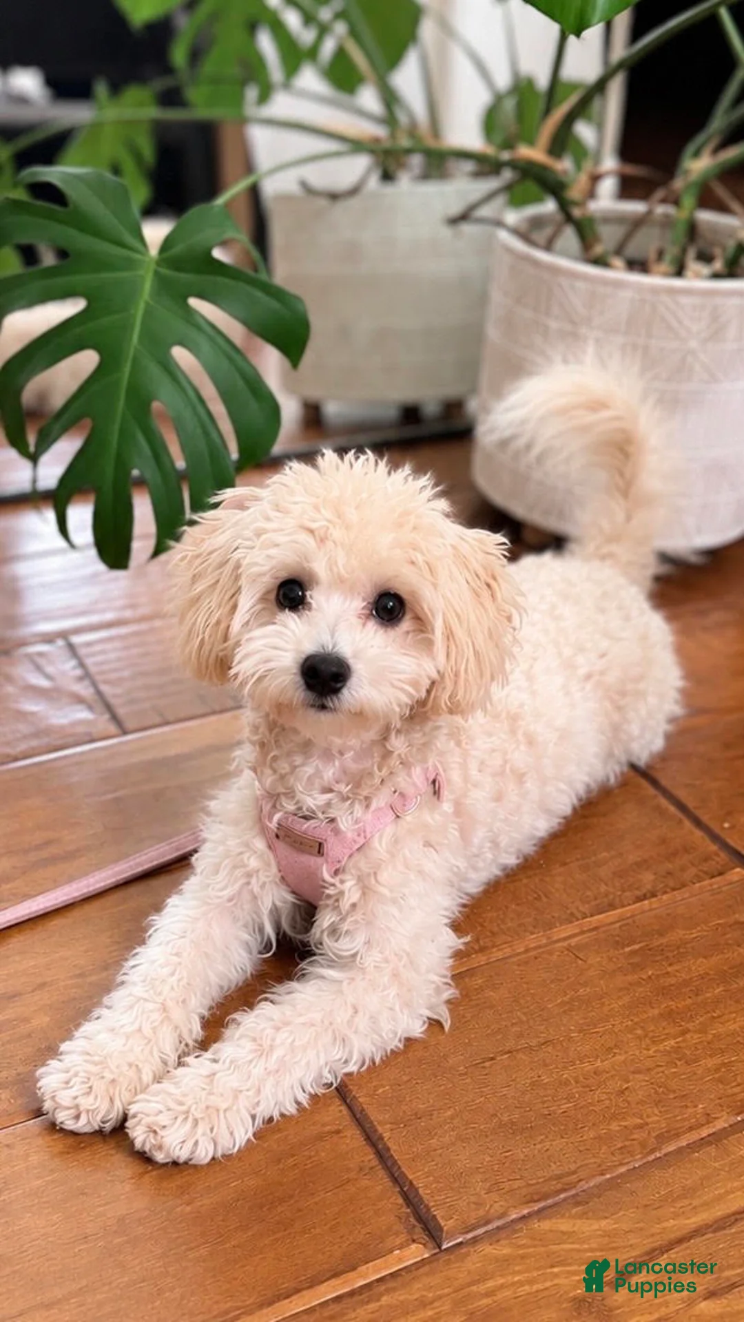 Maltipoo dogs for sale: Toffee - Ad 2