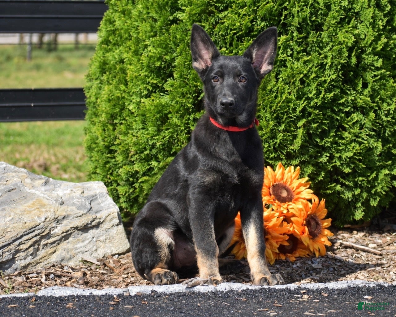 German Shepherd dogs Athena - Ad 1