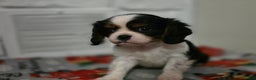 Cavalier King Charles Spaniel dogs for sale: Cavalier King Charles Spaniel Puppy 1 - Ad 5