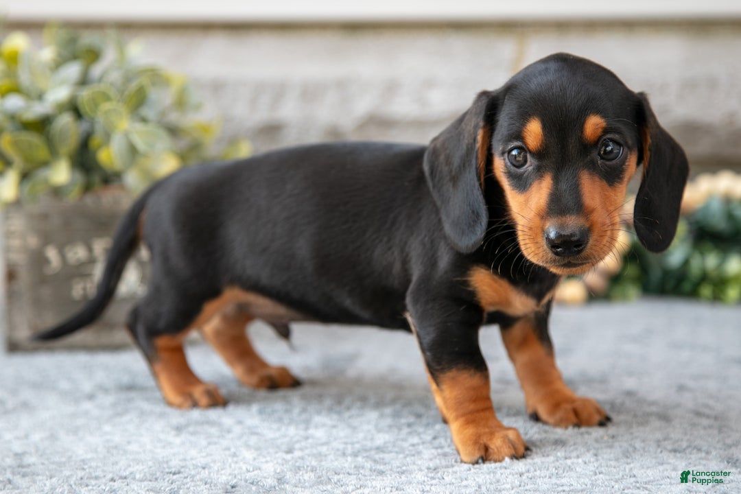 Miniature Dachshund dogs for sale: Houston - Ad 3