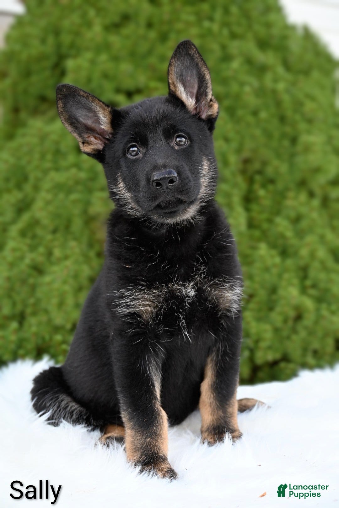 German Shepherd dogs Sally - Ad 1