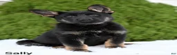 German Shepherd dogs for sale: Sally - Ad 1