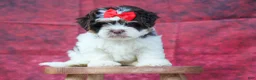 Teddy Bear dogs for sale:  Ollie Bear 💙 - Ad 16