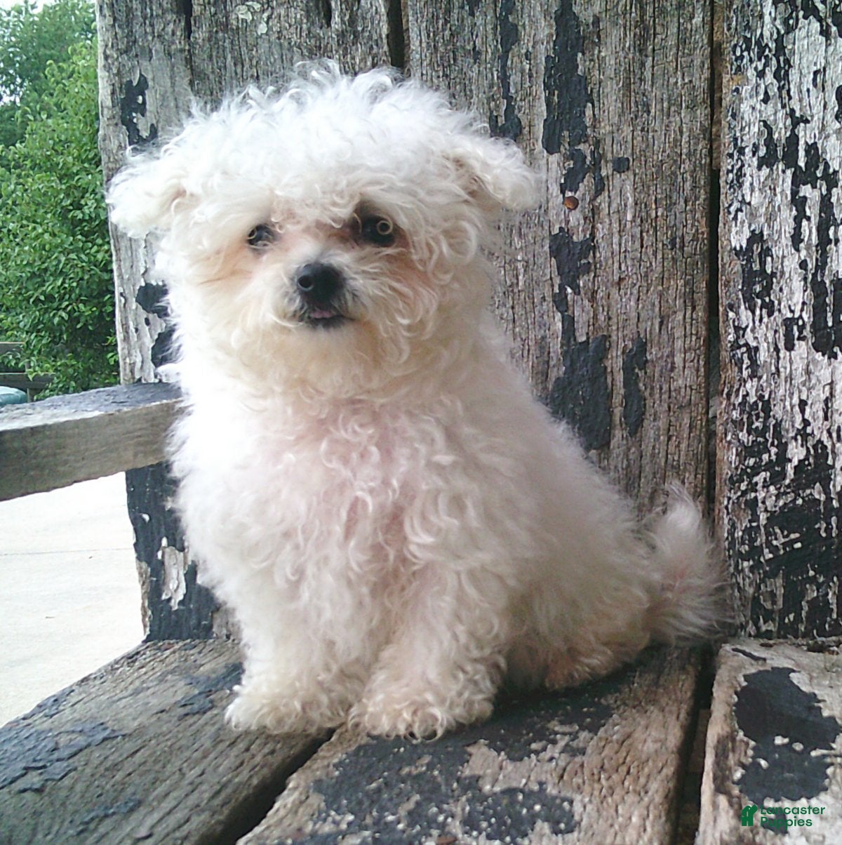 Maltese dogs Amelia - Ad 2