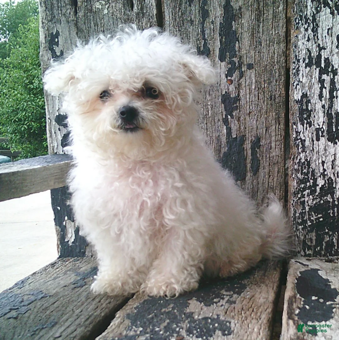 Maltese dogs for sale: Amelia - Ad 2
