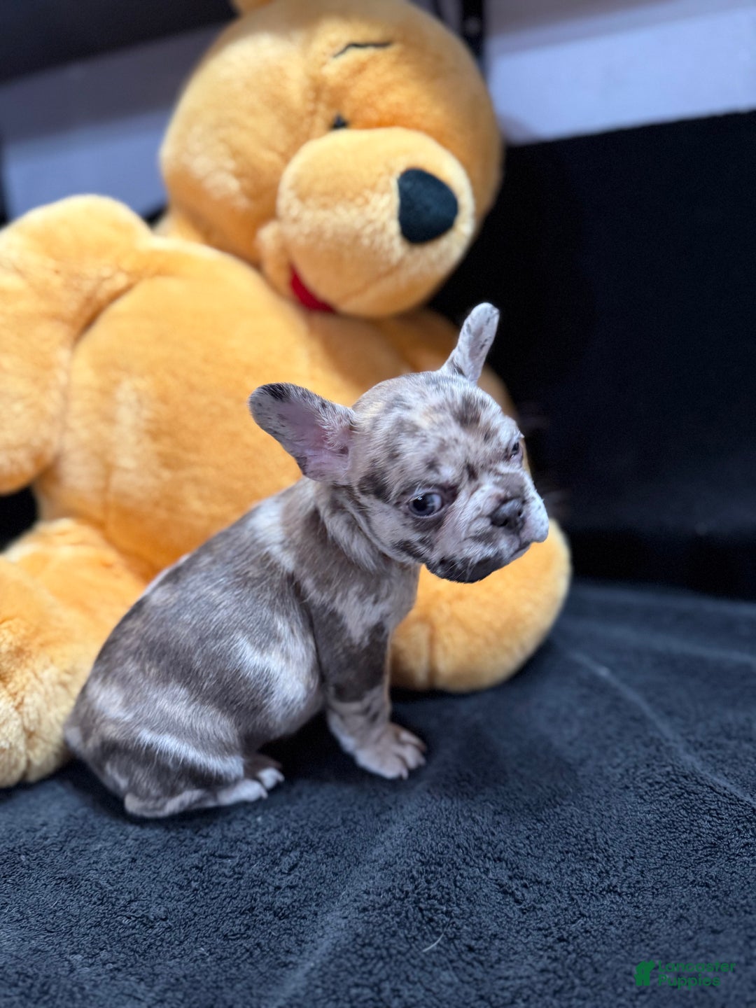 French Bulldog dogs for sale: Calico - Ad 6