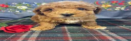 Toy Poodle dogs for sale: Benji - Ad 4