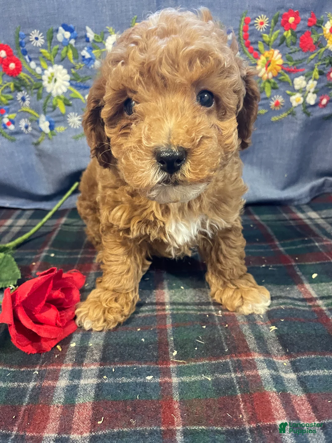 Toy Poodle dogs for sale: Benji - Ad 4