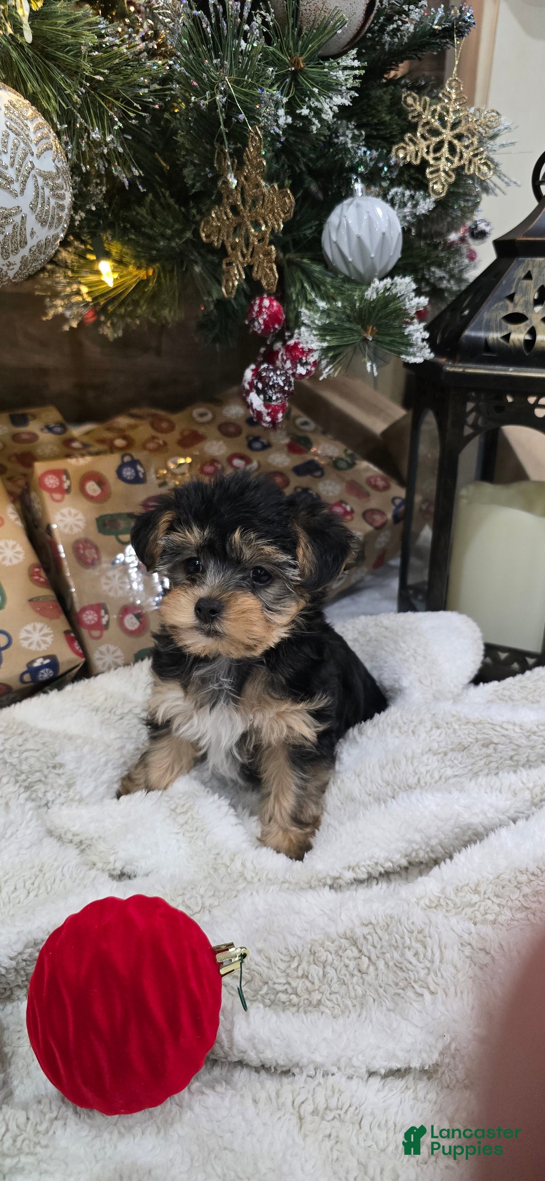 Yorkiepoo dogs for sale: Piper - Ad 2
