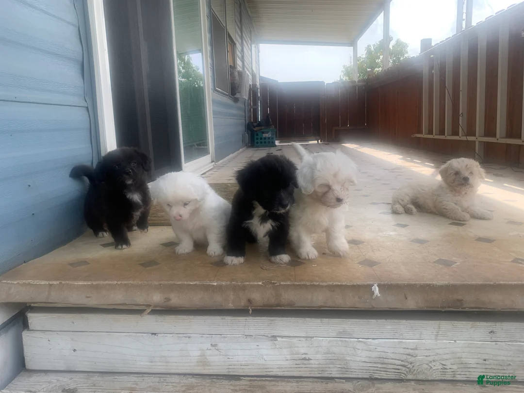 Coton De Tulear dogs for sale: Coton De Tulear Puppy 3 - Ad 1