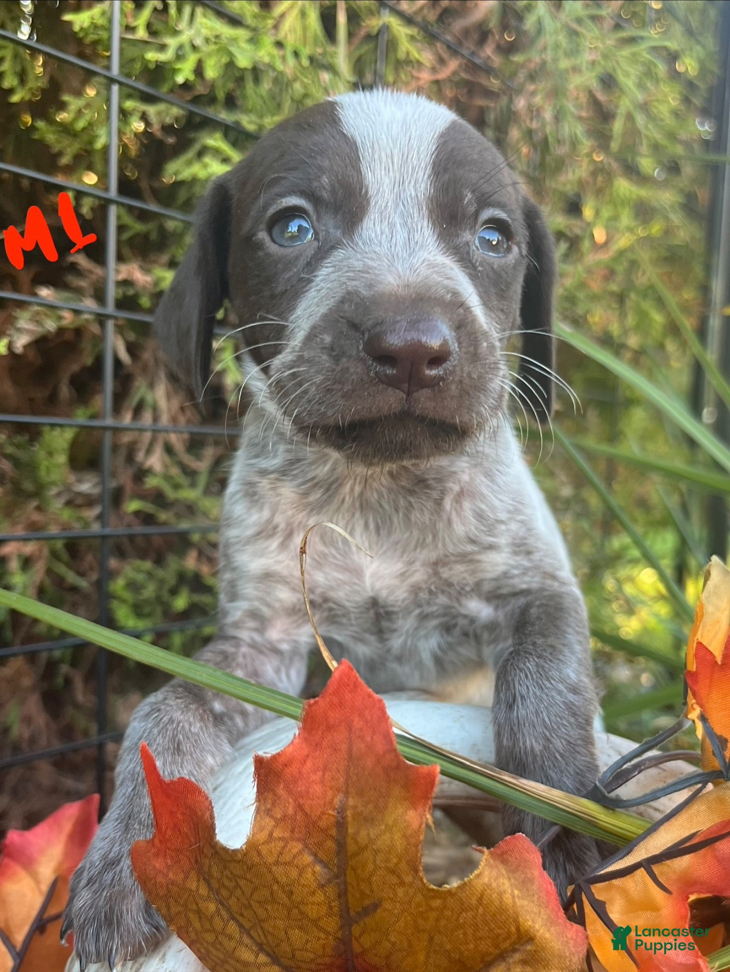 German Shorthaired Pointer dogs M1 - Ad 1