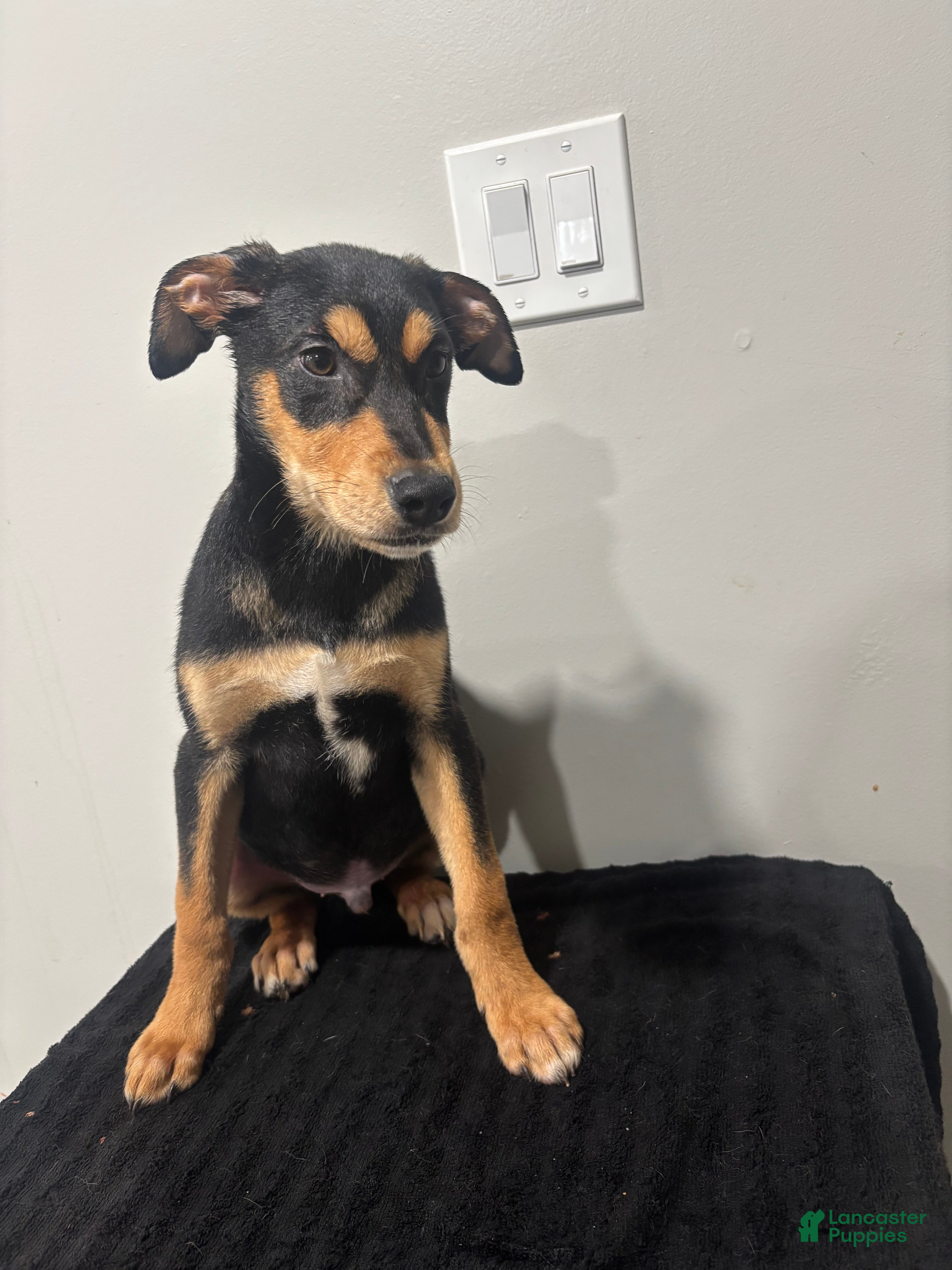 Mixed Breed dogs Mixed Breed Puppy 1 - Ad 1