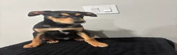 Mixed Breed dogs for sale: Mixed Breed Puppy 1 - Ad 1
