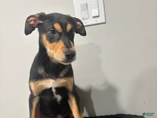 Mixed Breed dogs for sale: Mixed Breed Puppy 1 - Ad 3