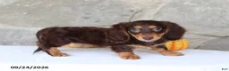 Miniature Dachshund dogs for sale: Tyler - Ad 3