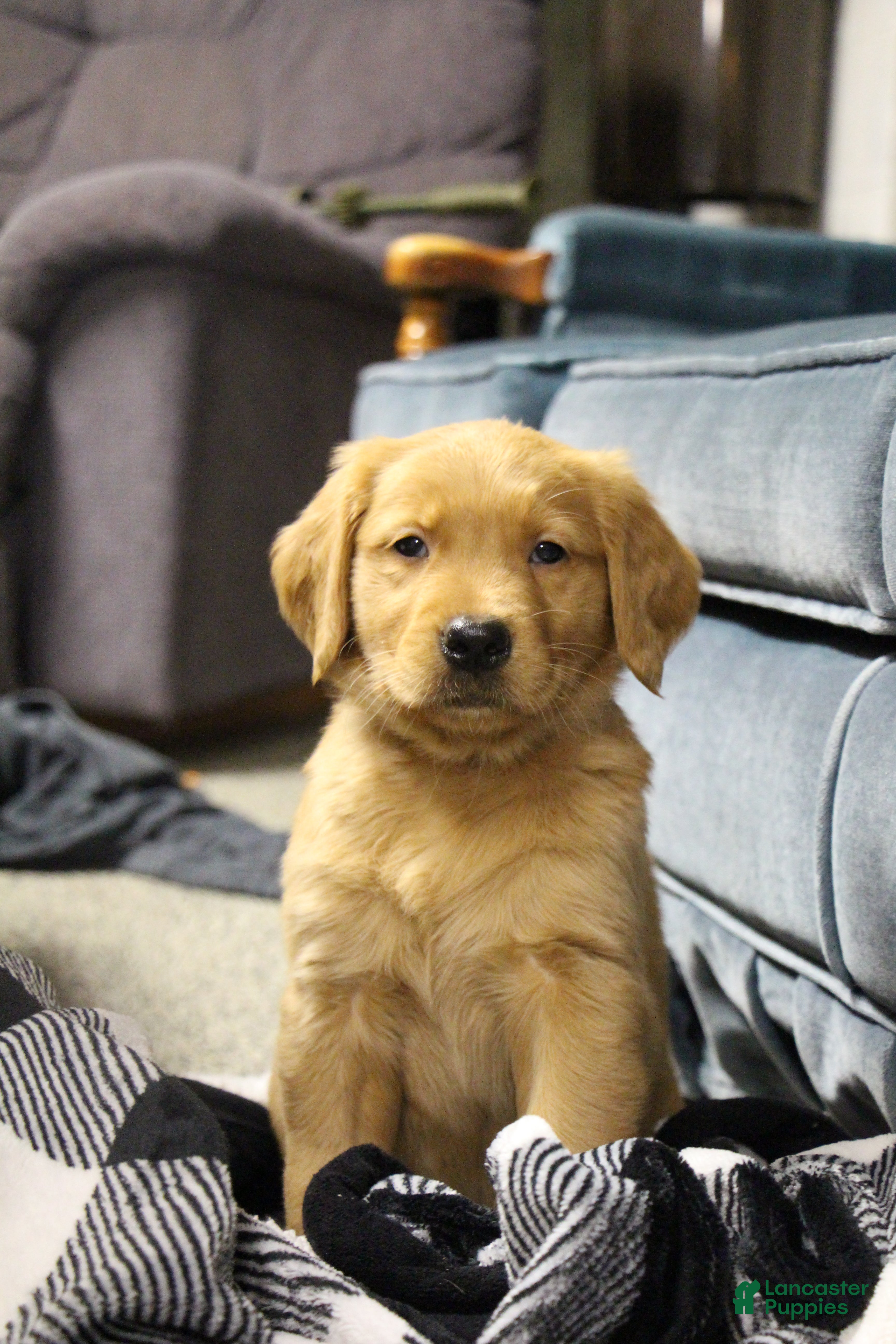 Golden Retriever dogs Atlas - Ad 1