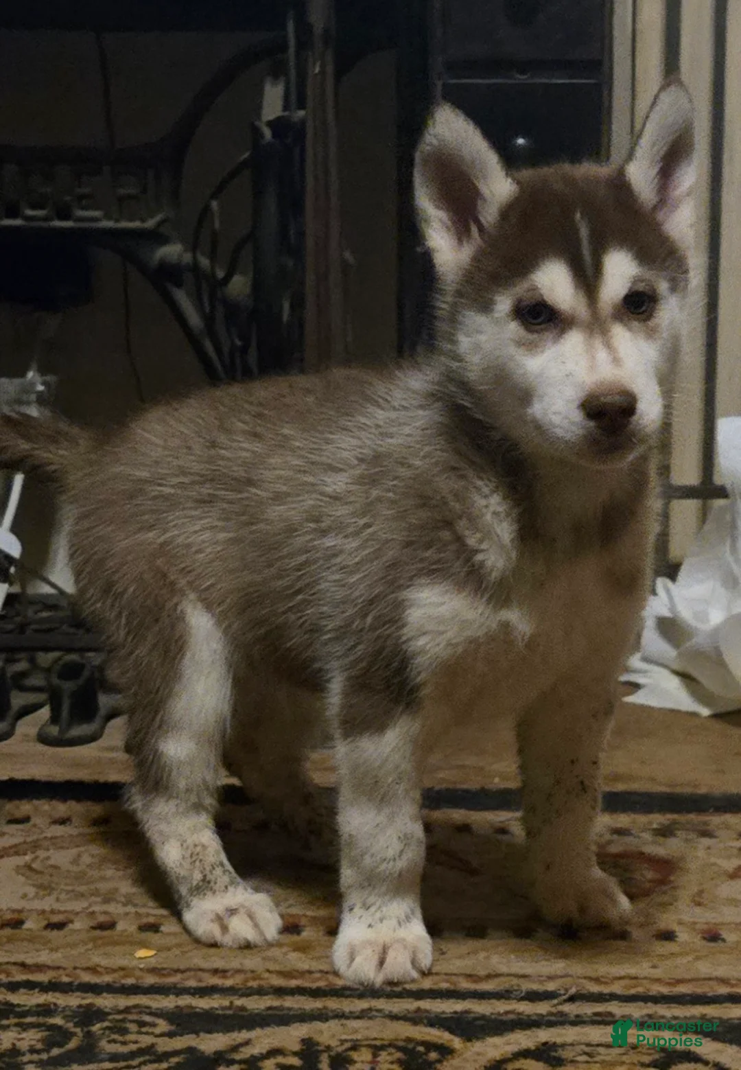 Siberian Husky dogs for sale: Ian - Ad 4
