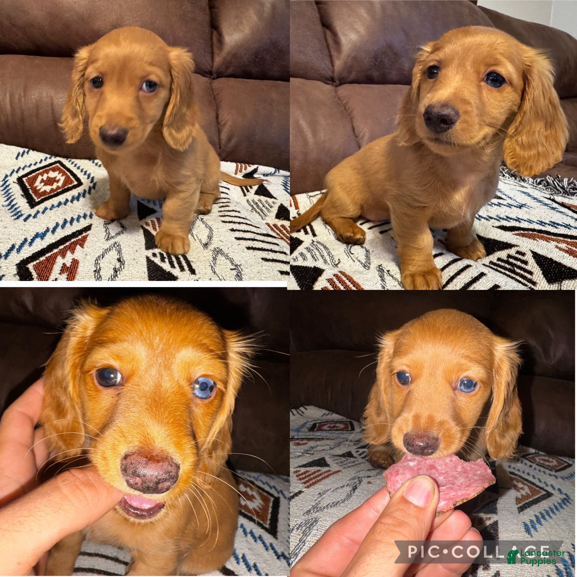 Lily (Dachshund, Female) in Anderson, IN