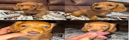 Miniature Dachshund dogs for sale: Lily - Ad 1