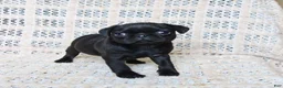 Pug dogs for sale: Brittany - Ad 5