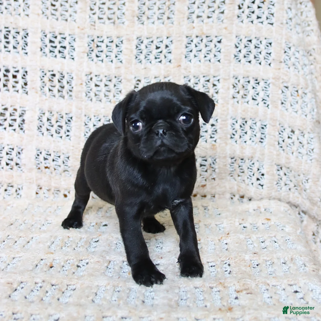 Pug dogs for sale: Brittany - Ad 5