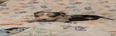 American Pit Bull Terrier 2