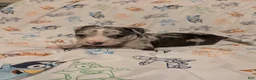 American Pit Bull Terrier dogs for sale: American Pit Bull Terrier 2 - Ad 1