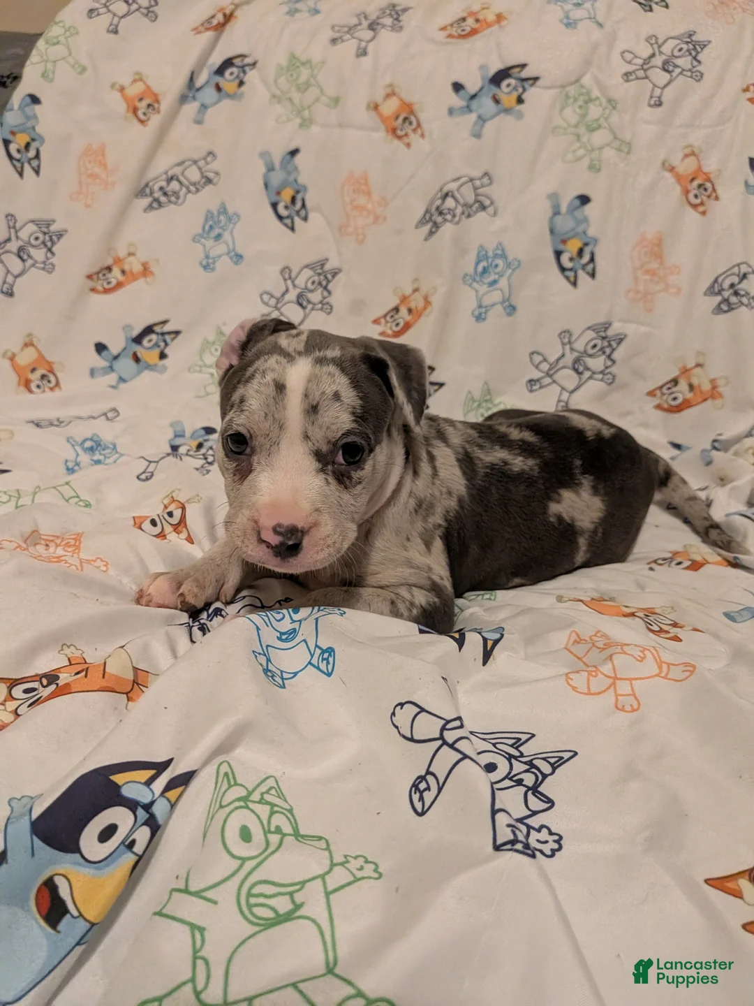 American Pit Bull Terrier dogs for sale: American Pit Bull Terrier 2 - Ad 1