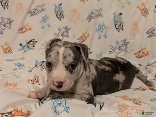 American Pit Bull Terrier dogs American Pit Bull Terrier 2 - Ad 33