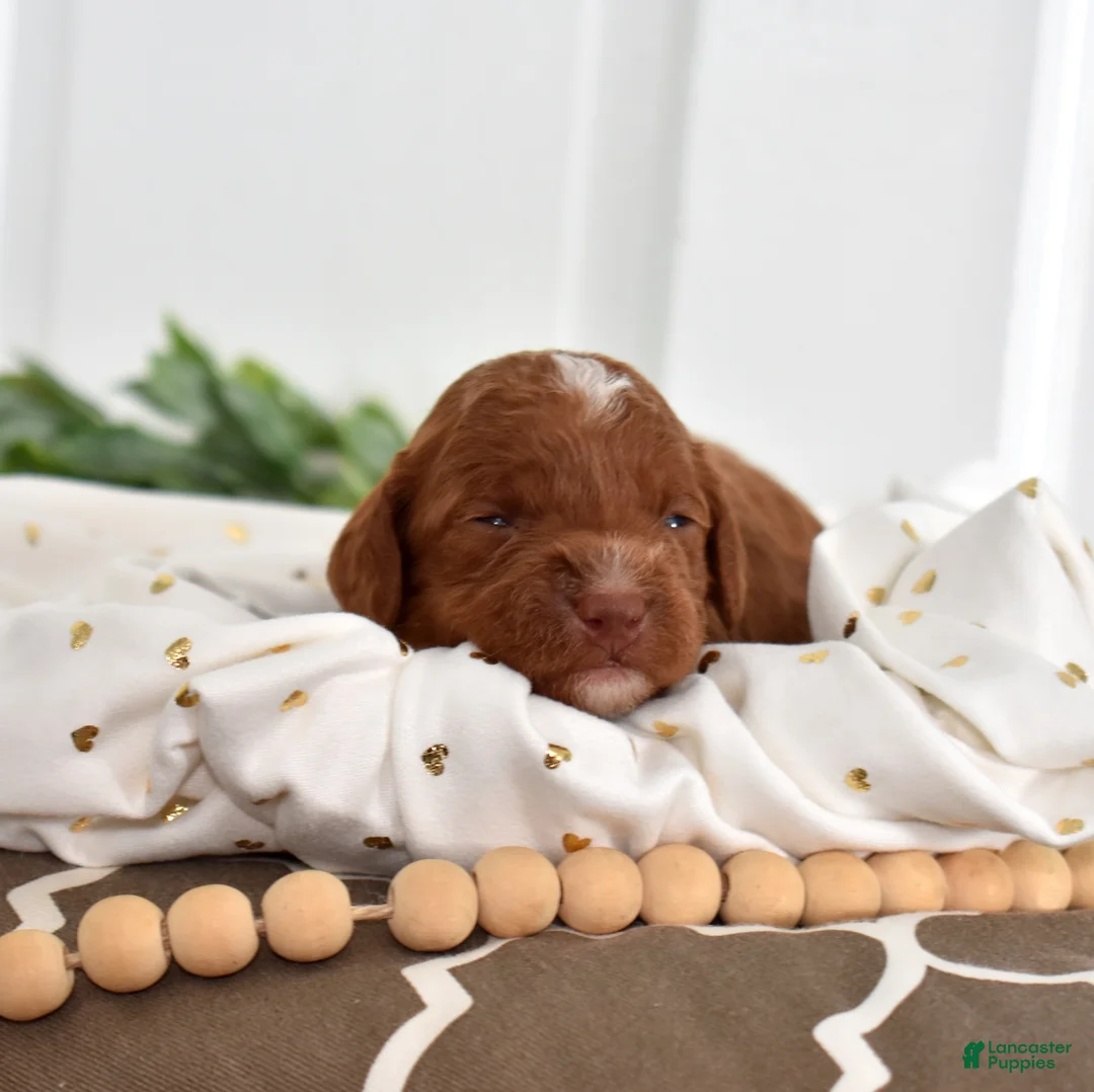 Toy Poodle dogs for sale: Colby - Ad 6