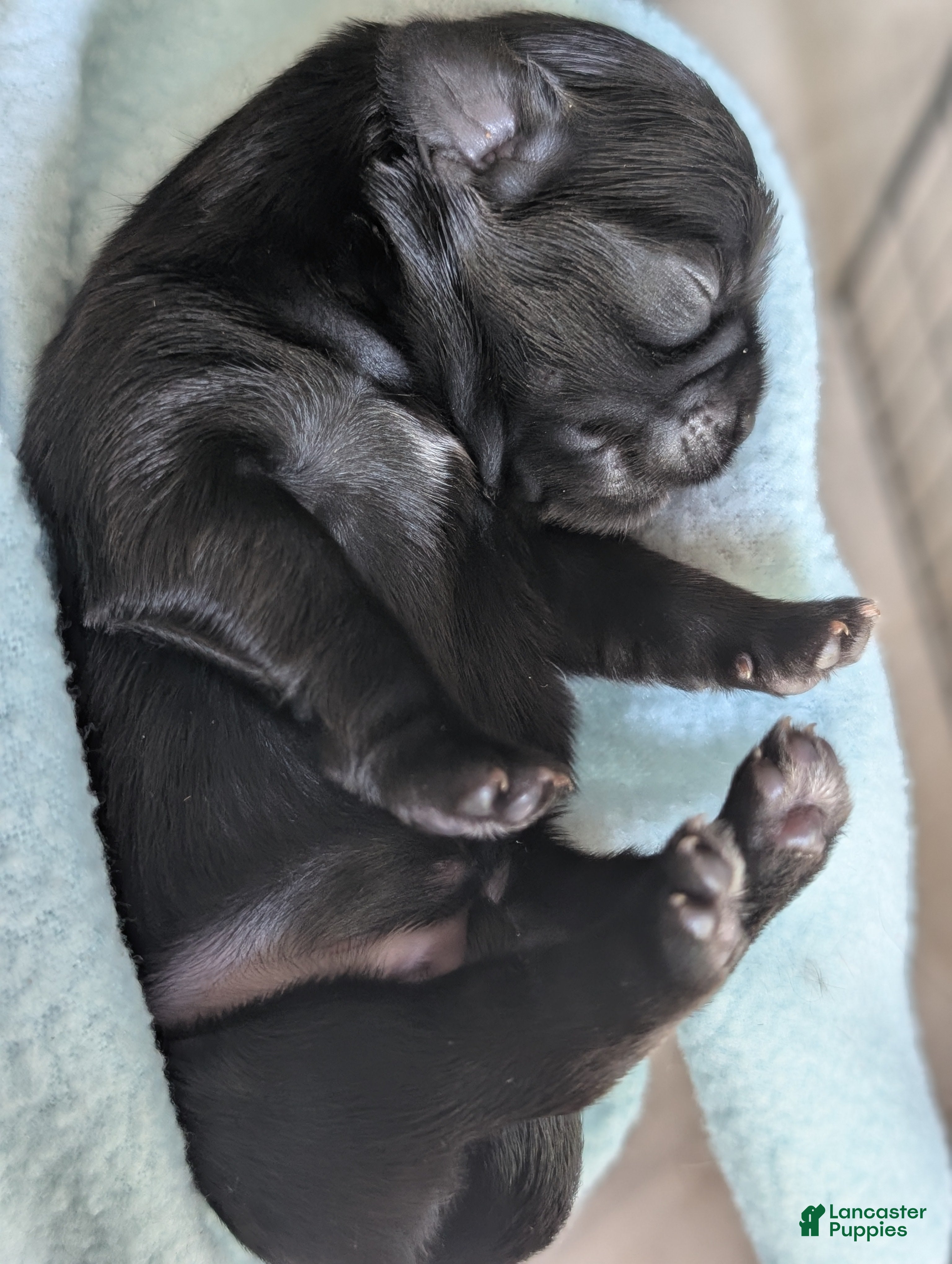 Shih Tzu dogs for sale: Dolly - Ad 1