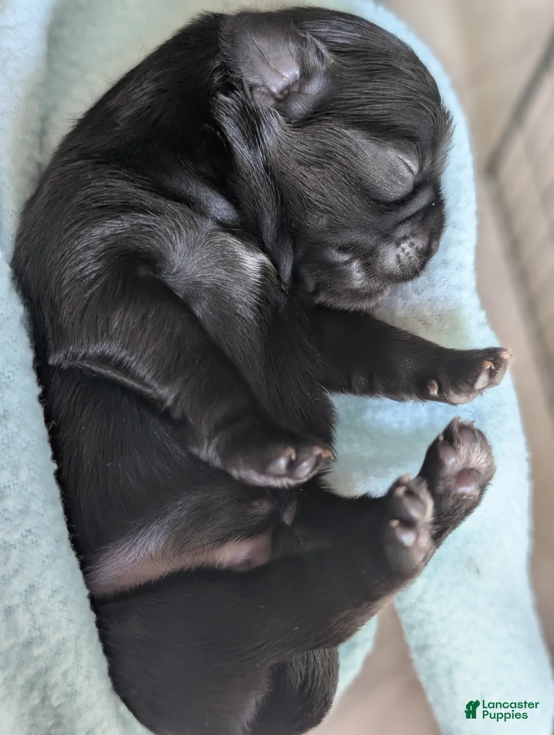 Shih Tzu dogs for sale: Dolly - Ad 1