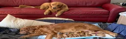 Golden Retriever dogs for sale: Pink CKC/DNA HLTH Tested - Ad 14