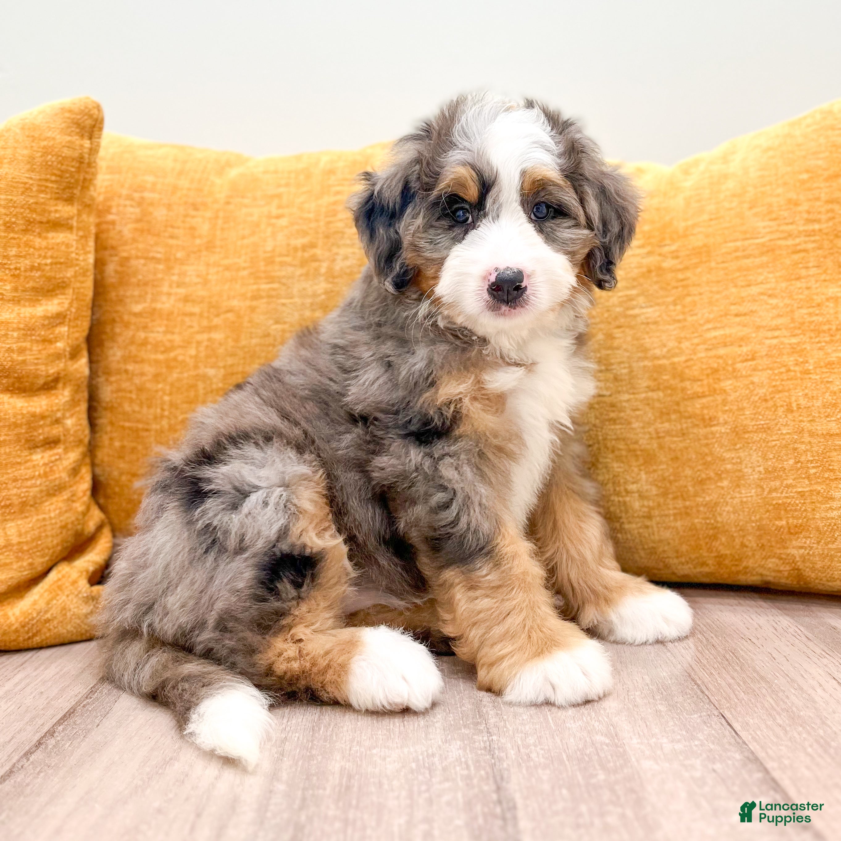 Mini Bernedoodle dogs Lexie - Ad 1
