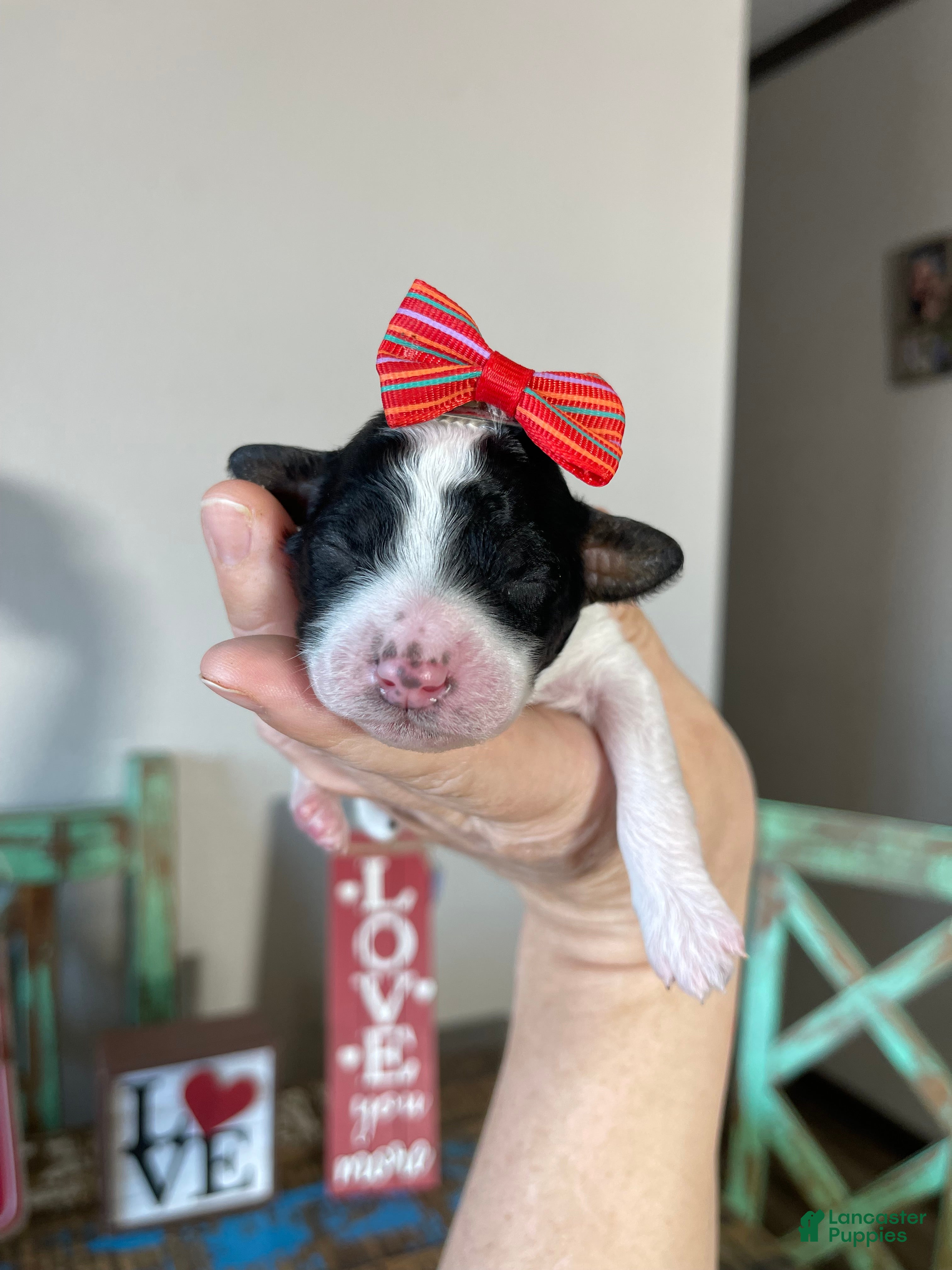 Miniature Poodle dogs Akc Clear Tri Red Bow - Ad 3